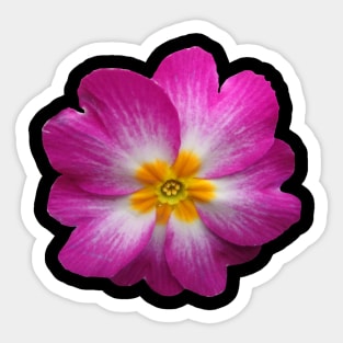 blooming pink primrose, flower, bloom, Sticker